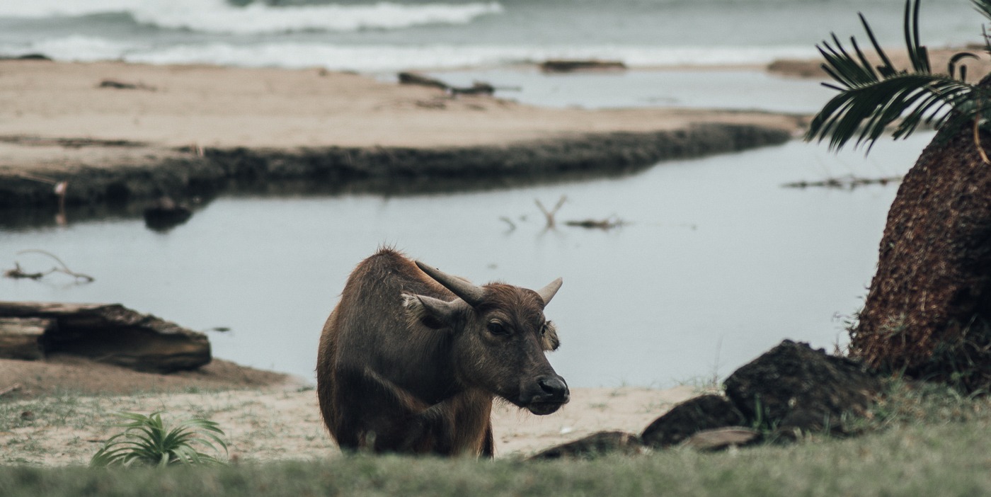 Wasserbüffel in Simeulue