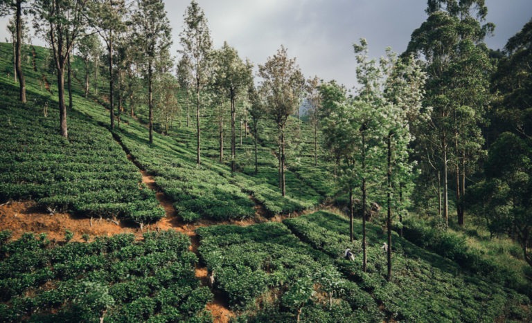 Klima in Sri Lanka