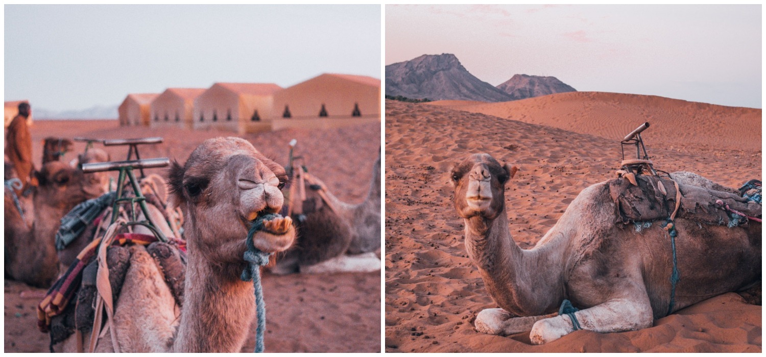 Desert trip Morocco