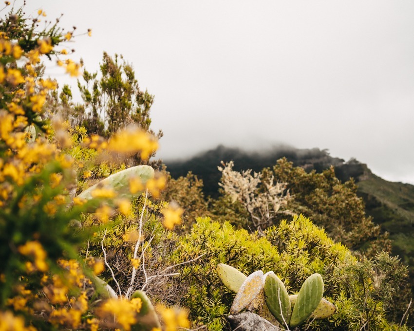 Anaga Mountains Tenerife