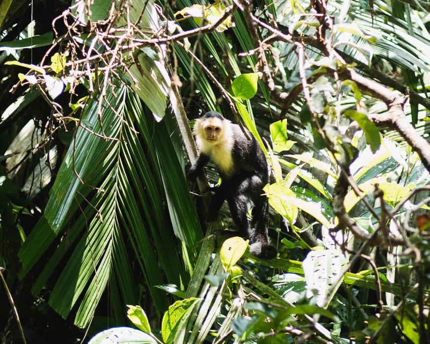 Ein Affe im Baum im Cahuita National Park