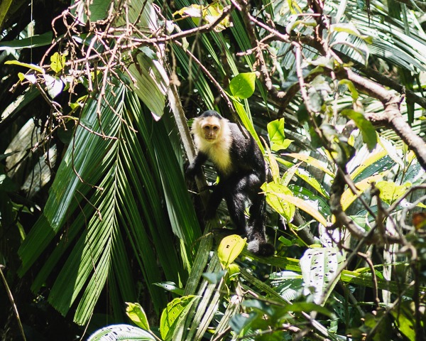 a monkey in a tree at the Cahuita National Park in Costa Rica