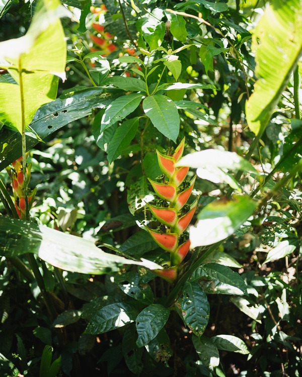 Orange Pflanze in Costa Rica