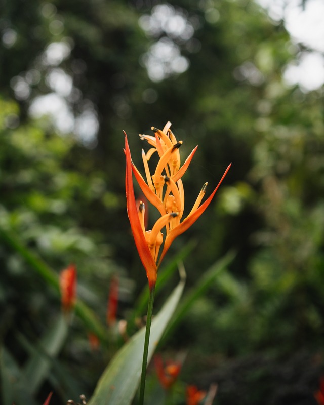 Orange Pflanze in Costa Rica