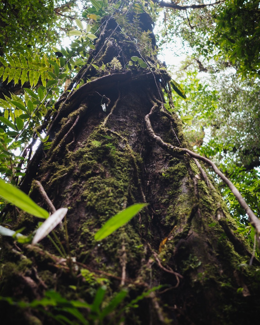 ein vermoster Baum im Santa Elena Cloud Forest