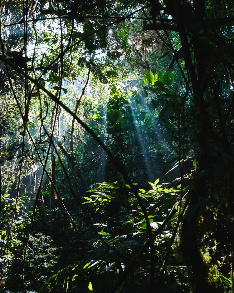 Nebelwald in Costa Rica