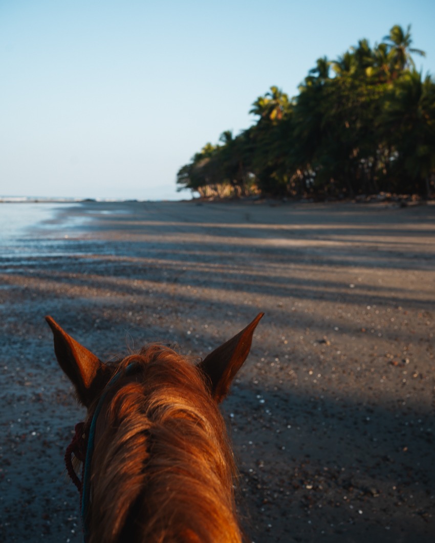 a horse at the beach