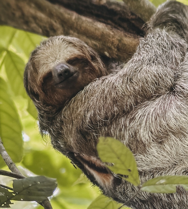 Sloth hanging on the tree in Costa Rica