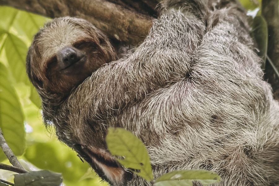 a sloth hanging in the tree