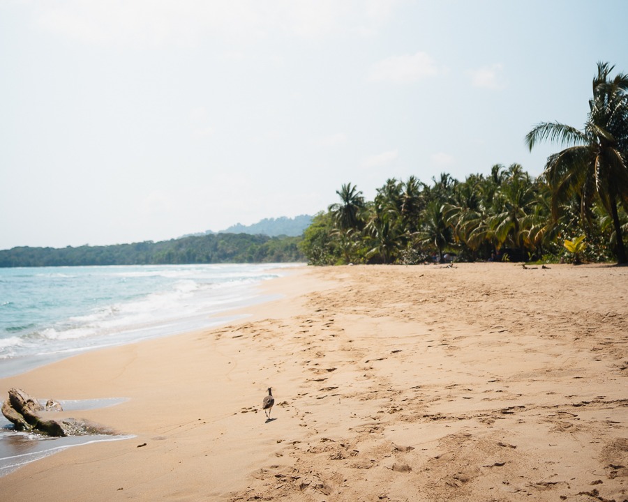 weißer Sandstrand in Puerto Viejo