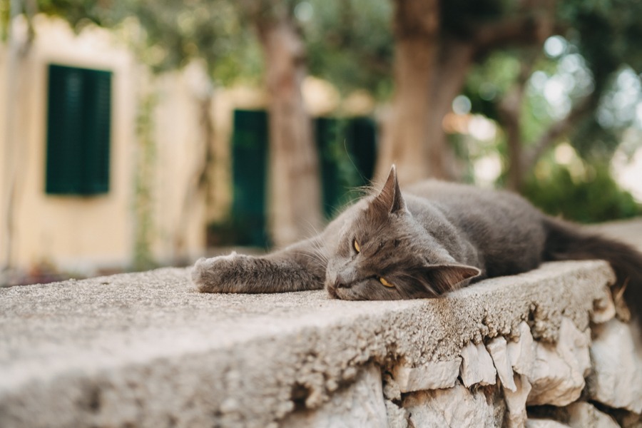 
A grey cat is chilling on a wall