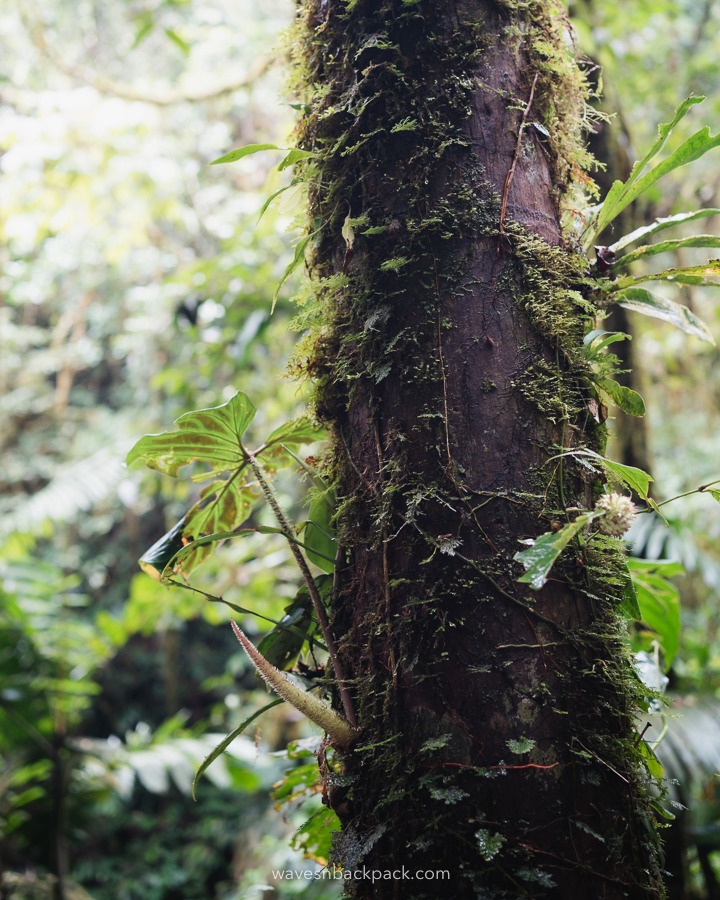 close up of a tree in Costa Rica